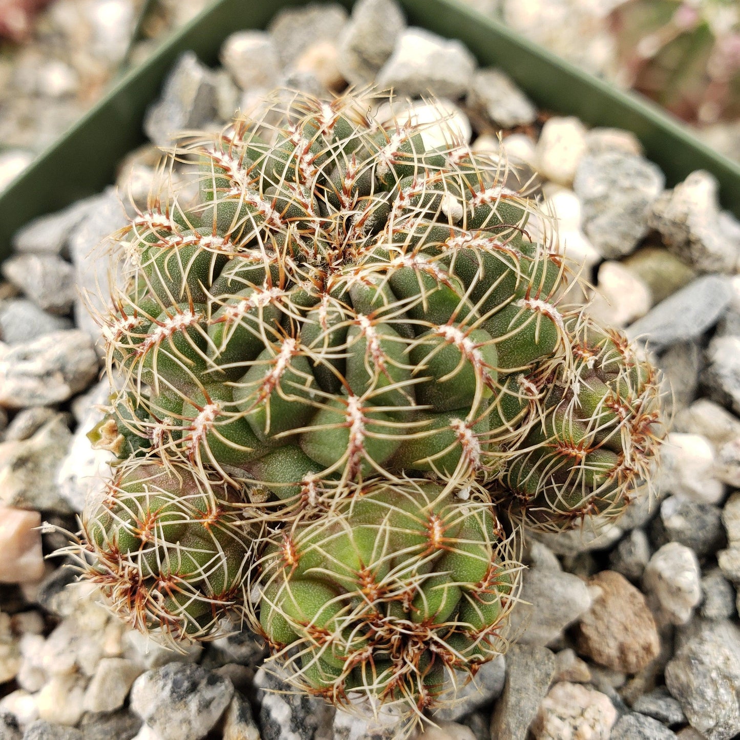 Sulcorebutia Zavaletae