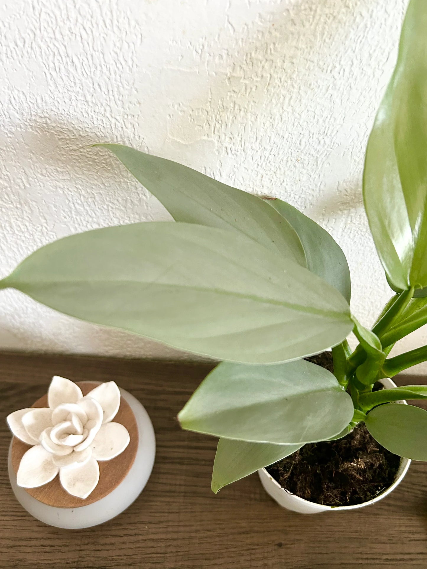 Philodendron Silver Sword