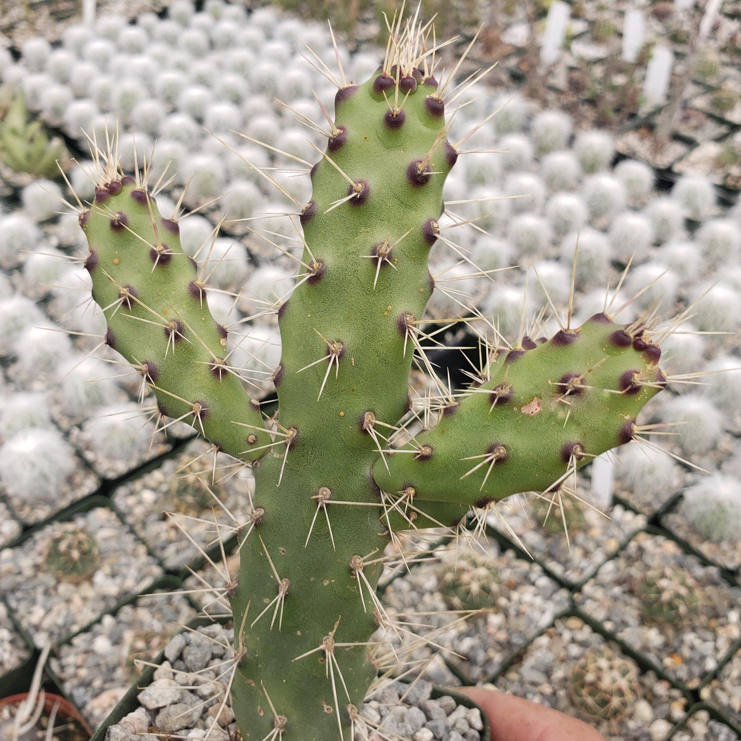 Opuntia consolea falcata