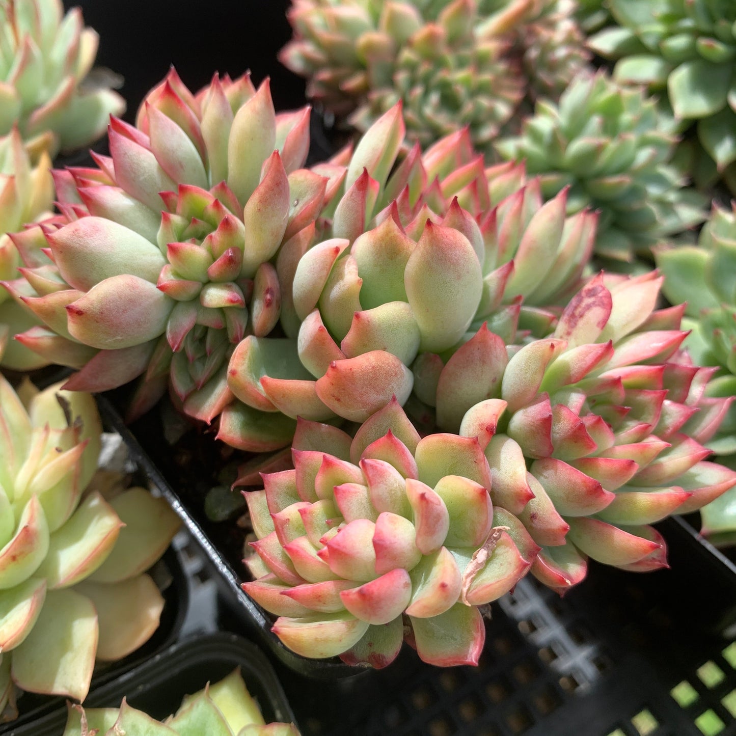 Echeveria Mebina 女雏