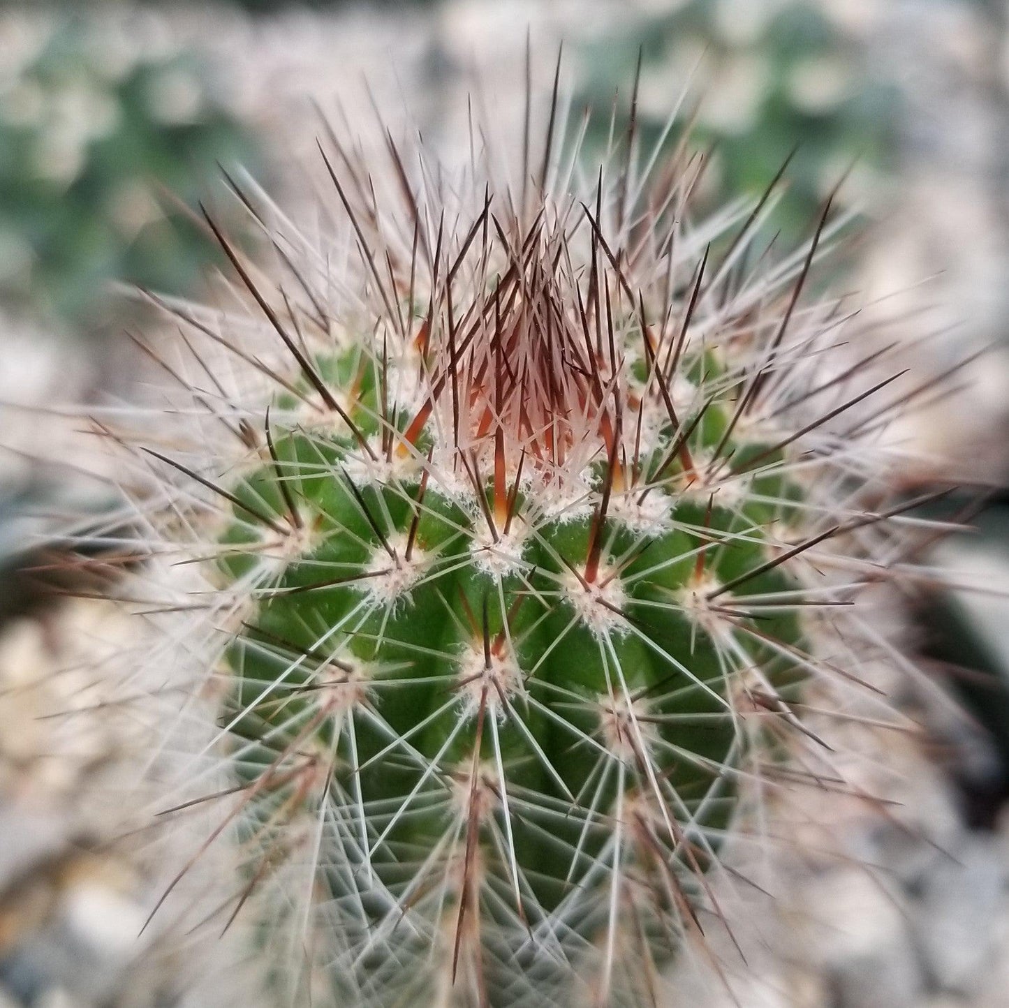 Trixantocereus blossfeldiorum