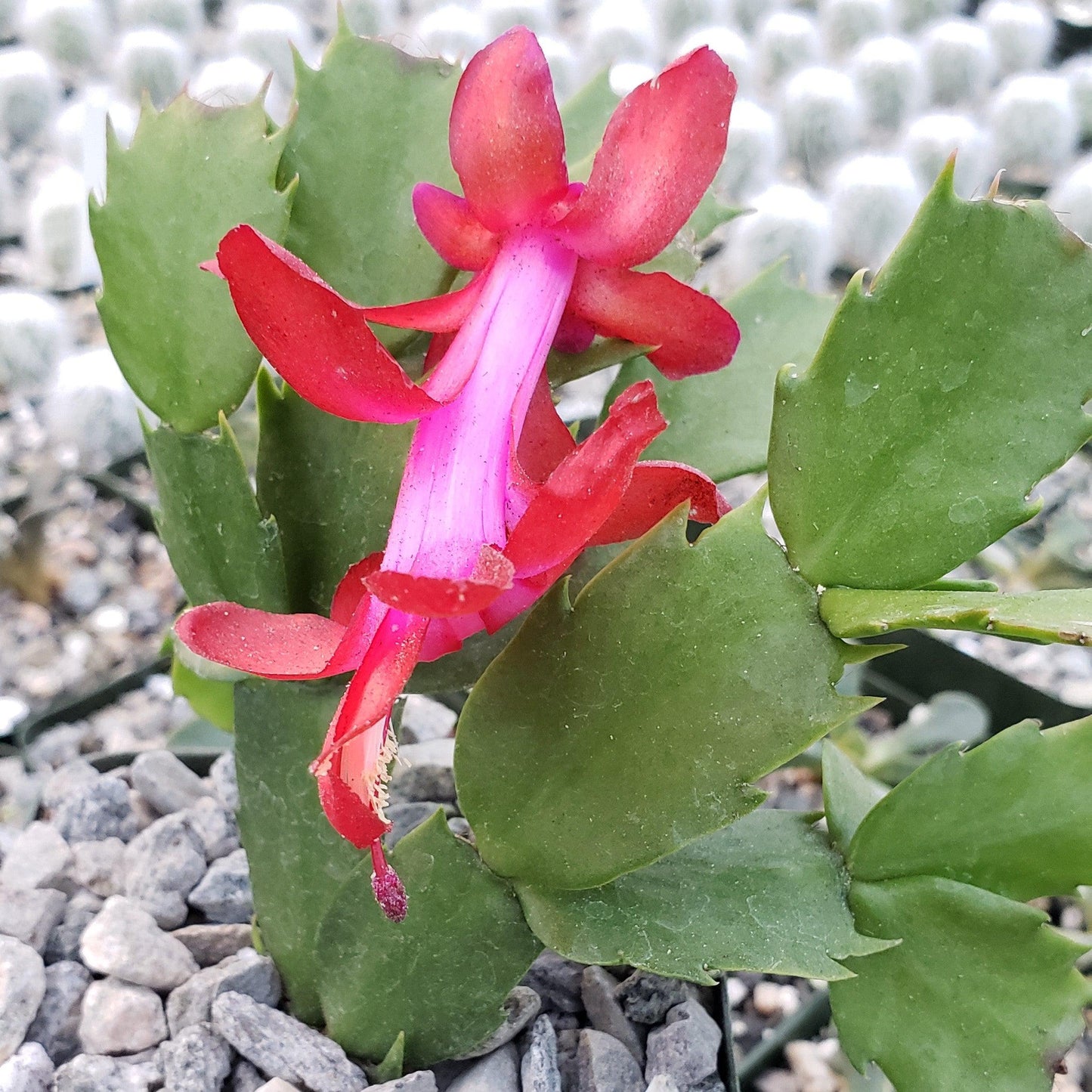 Red Thanksgiving Cactus 'Schlumbergera truncata'