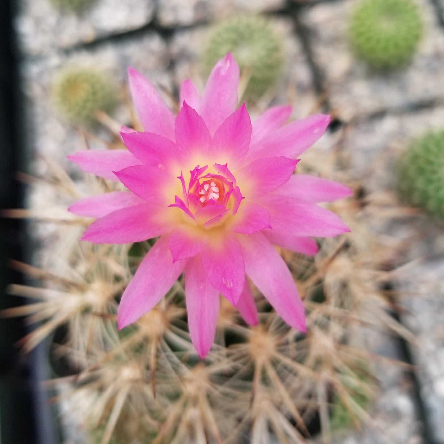 Neoporteria coimasensis
