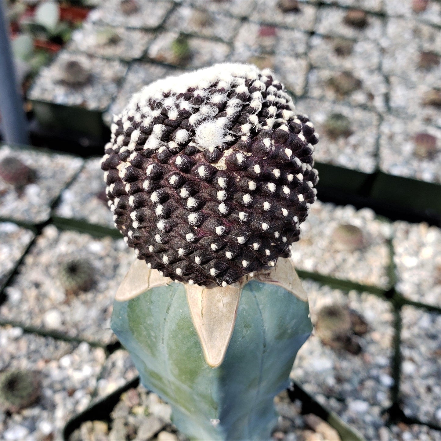 Copiapoa tenuissima grafted Large