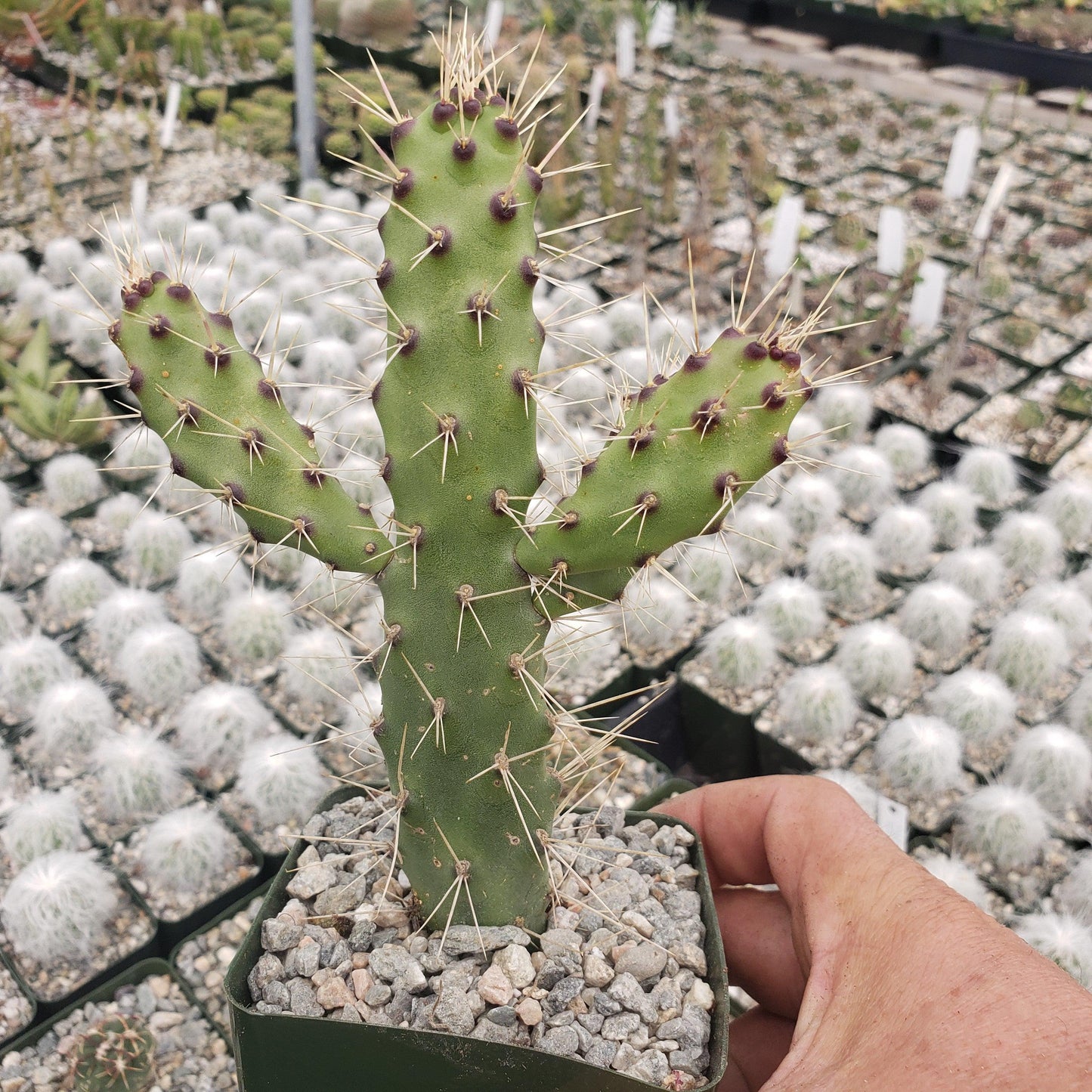 Opuntia consolea falcata