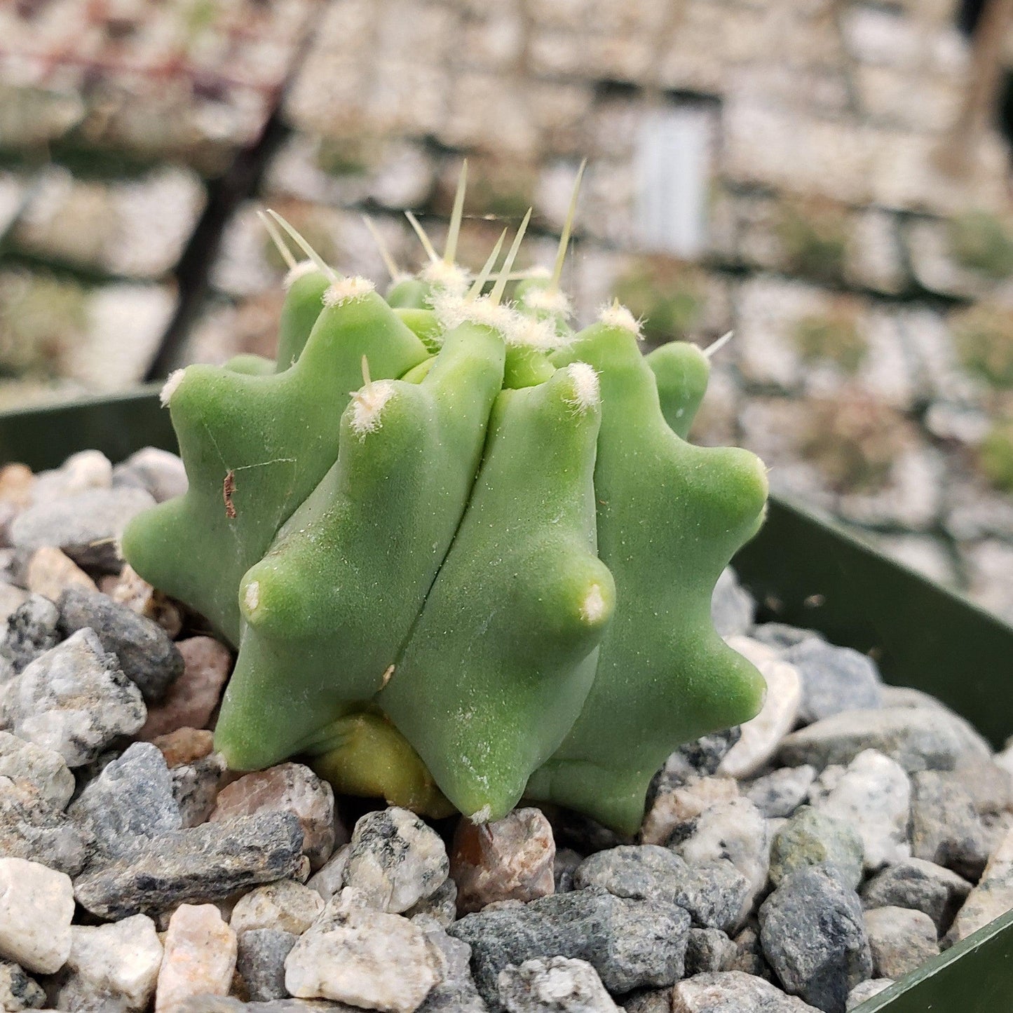Ferocactus glaucescens 'inermis'