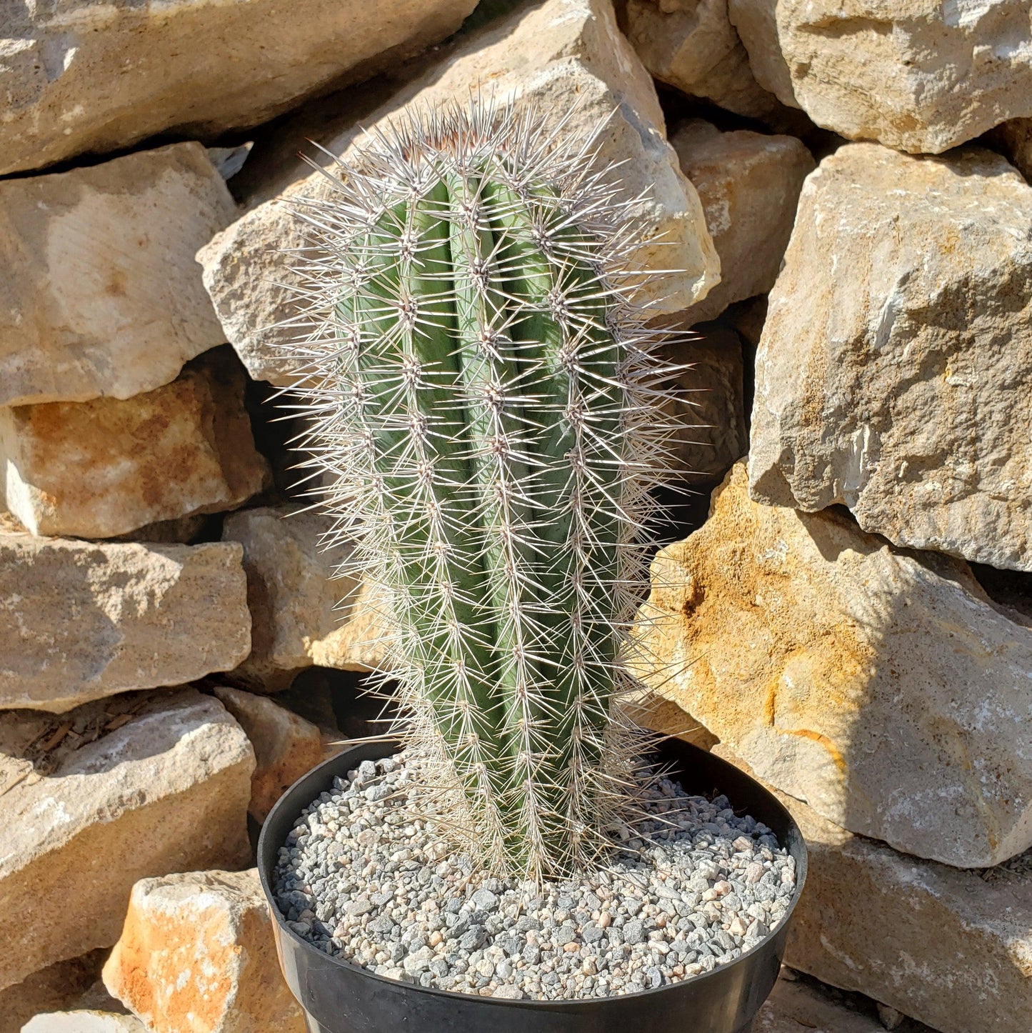 Cardon Cactus 'Pachycereus pringlei'