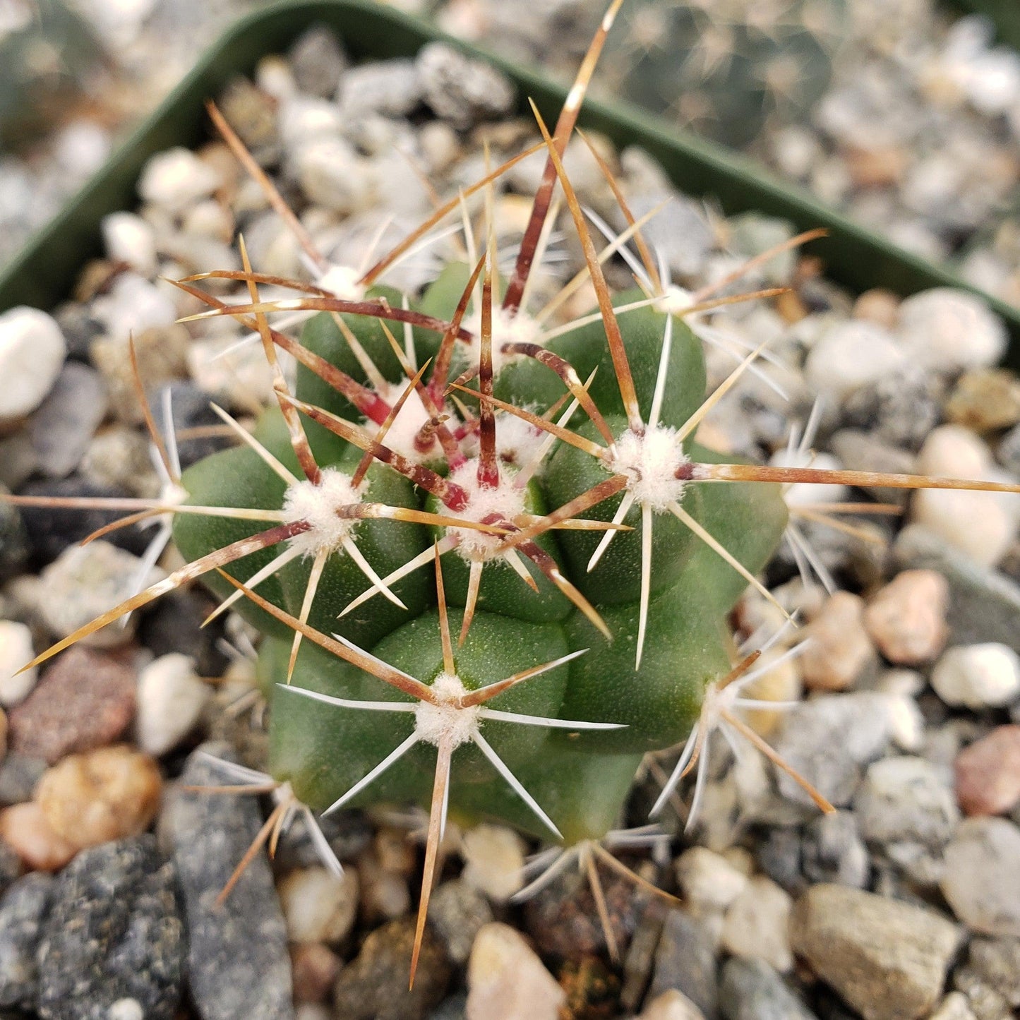 thelocactus panarottoanus