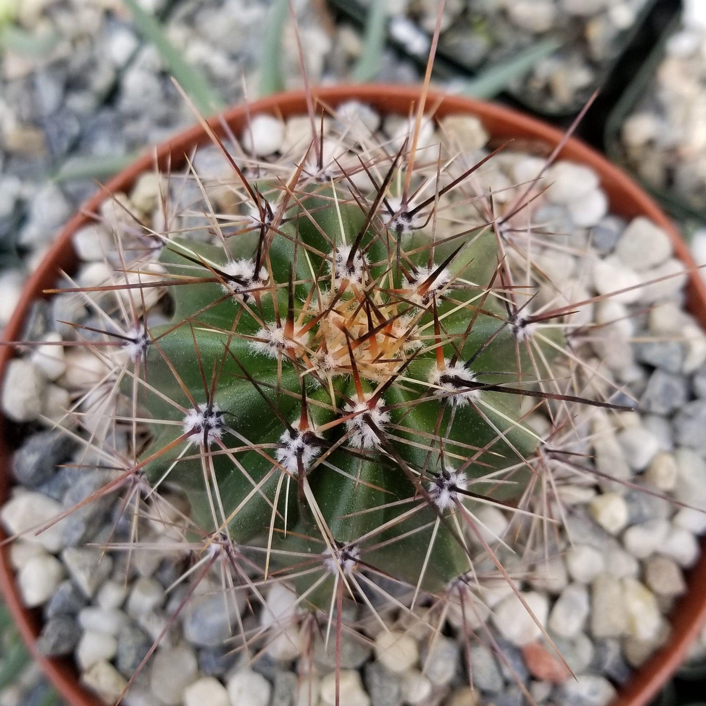 Saguaro Cactus 'Carnegiea gigantea'