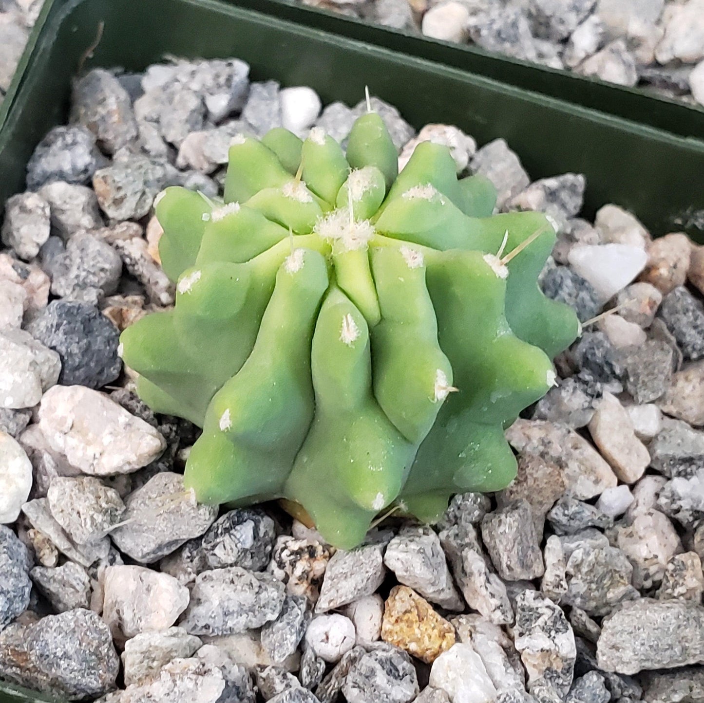 Ferocactus glaucescens 'inermis'