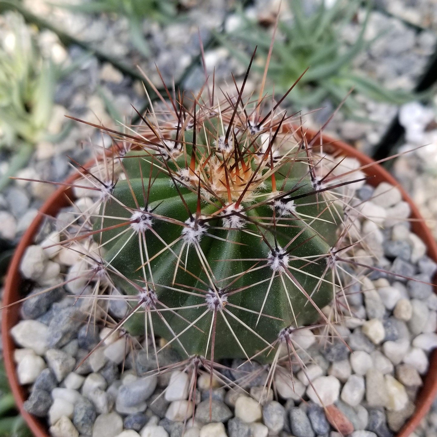 Saguaro Cactus 'Carnegiea gigantea'