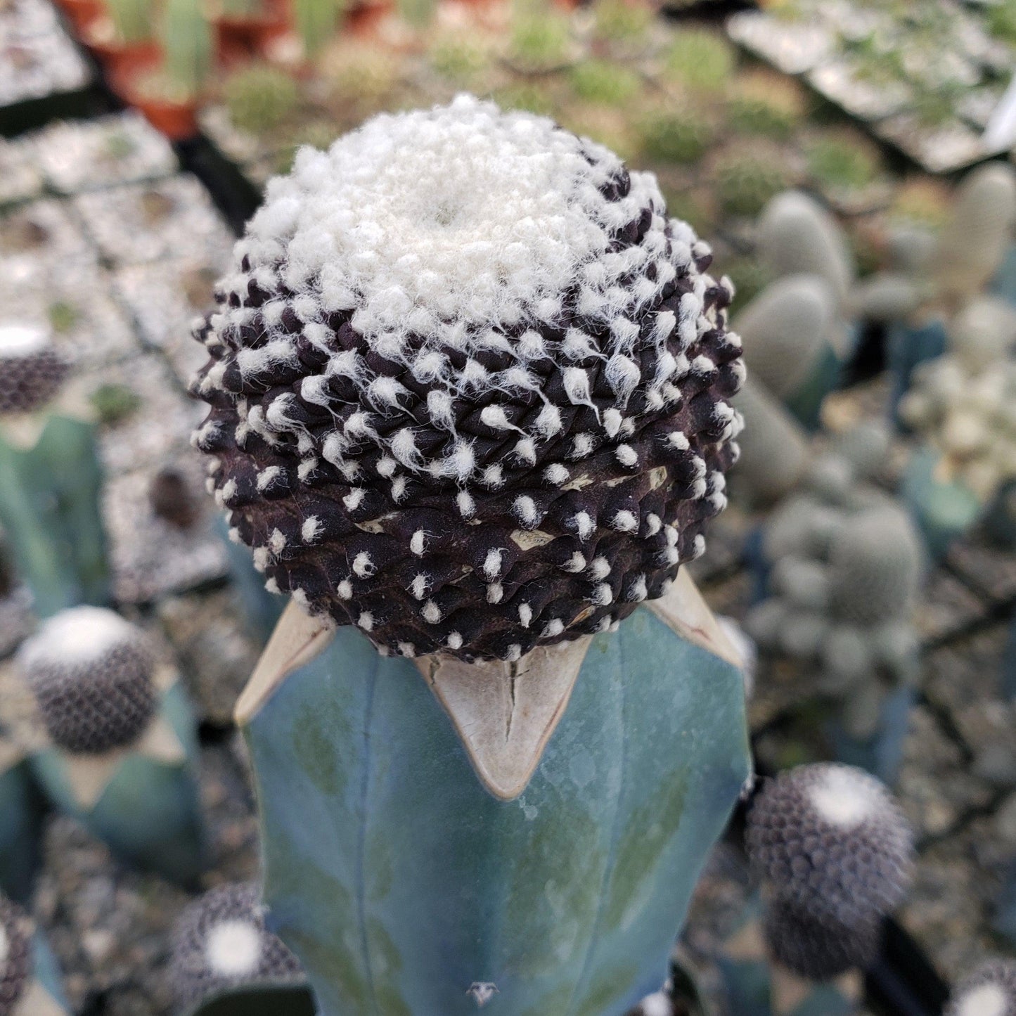Copiapoa tenuissima grafted Large