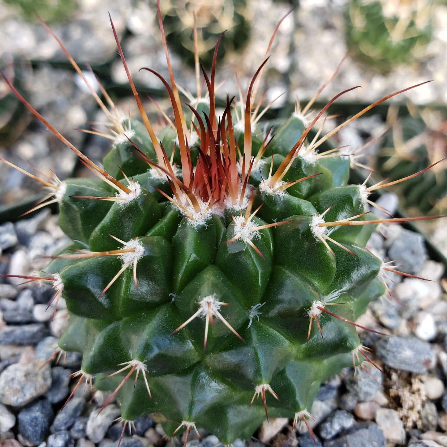 Mammillaria tlayecac