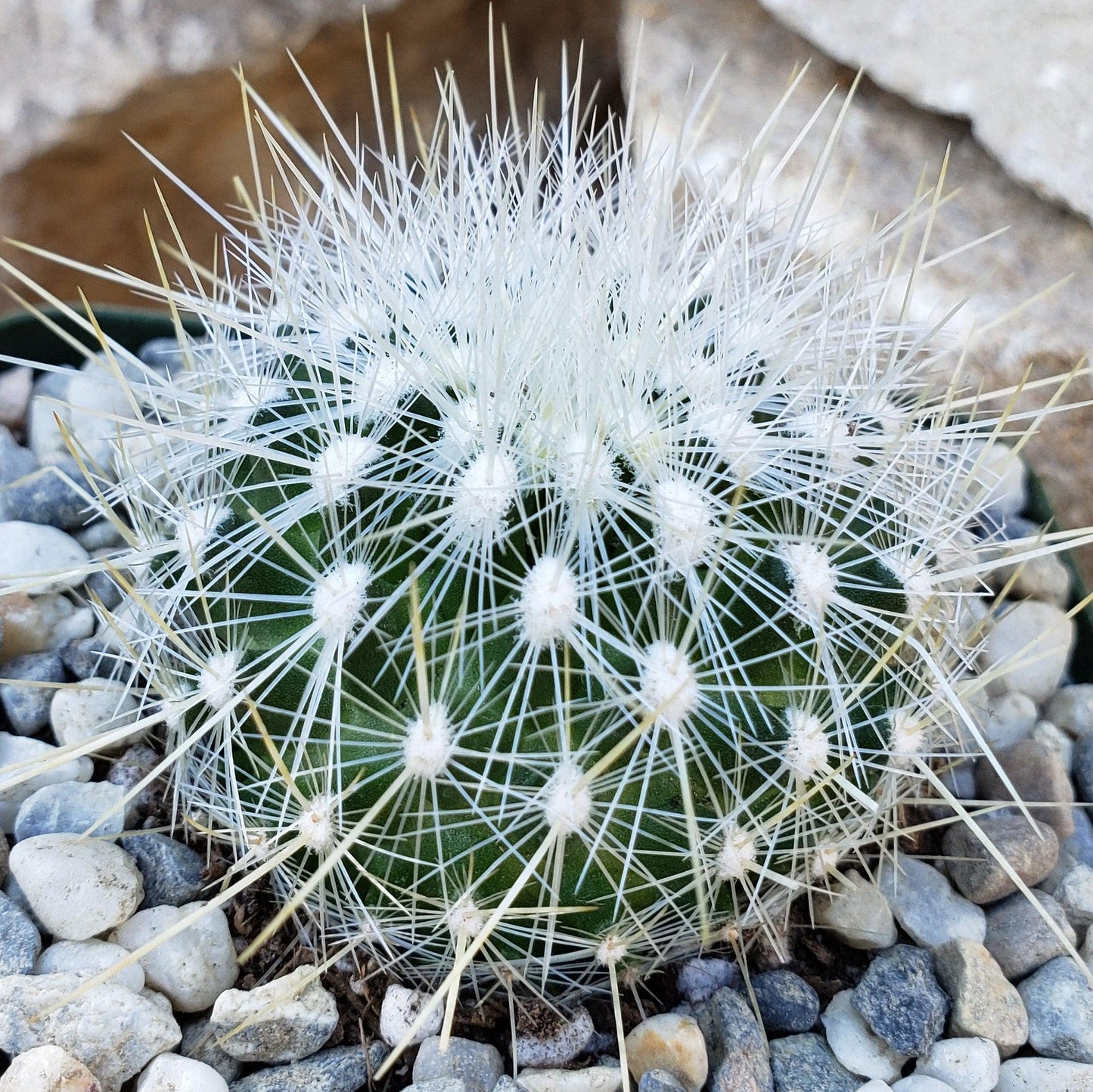 Thelocactus macdowellii