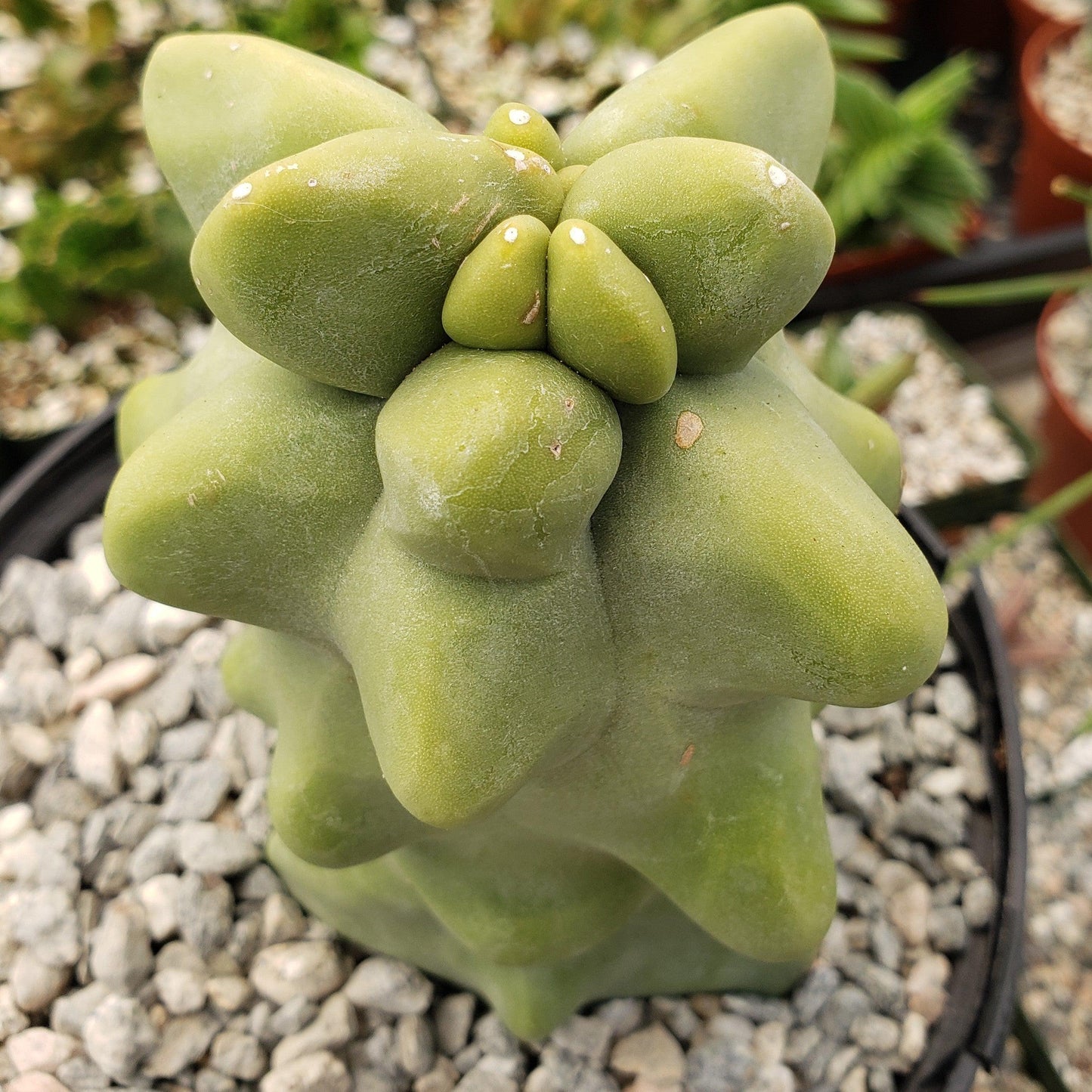 Totem Pole Cactus 'Pachycereus schottii 'monstrosus'