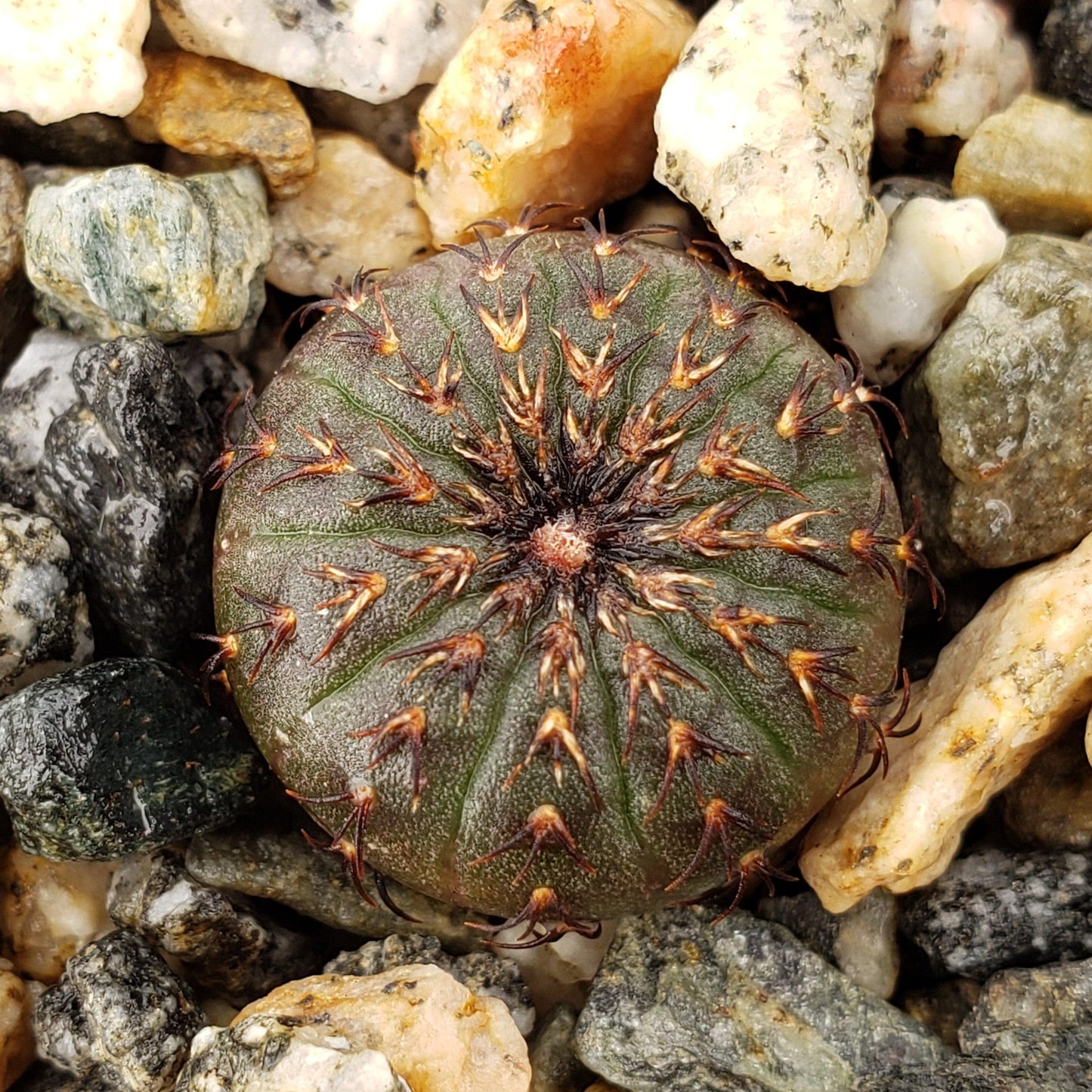 Frailea castanea
