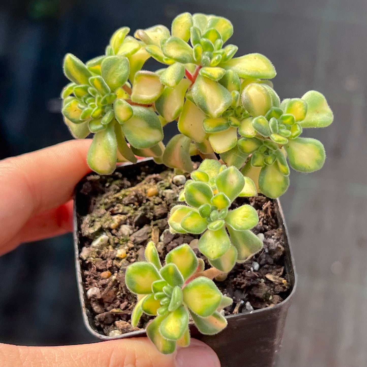 A. Irish Bouquet Variegated