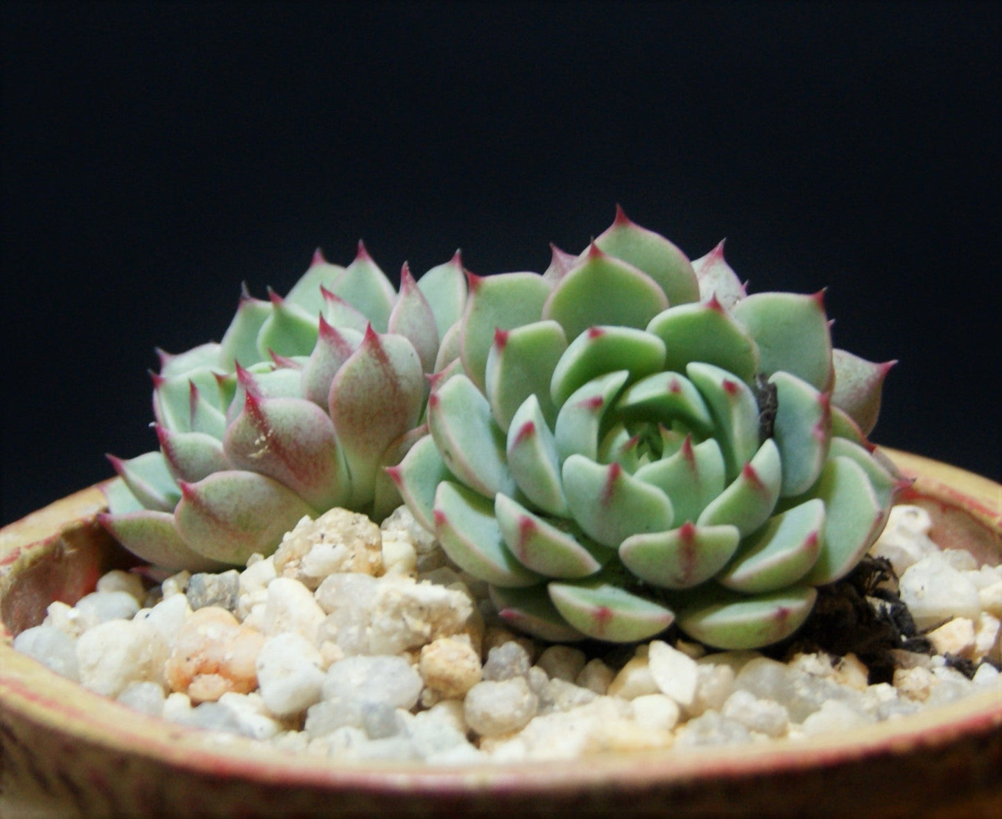 Echeveria ben badis