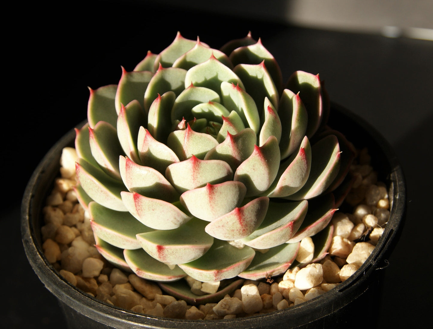 Echeveria ben badis