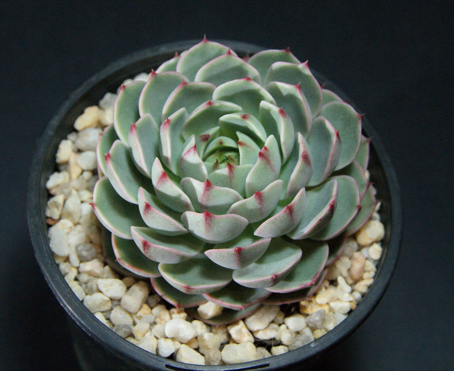 Echeveria ben badis