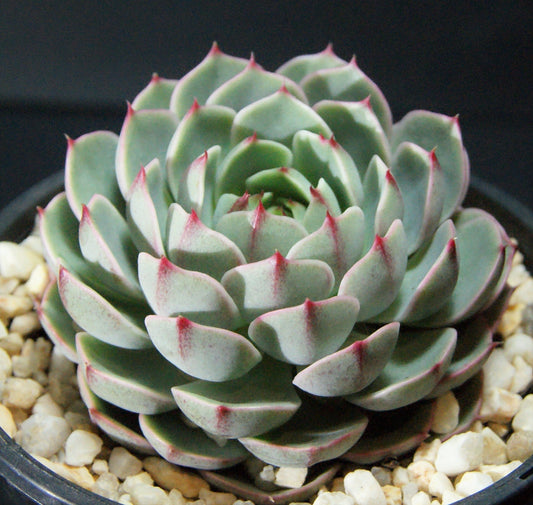 Echeveria ben badis