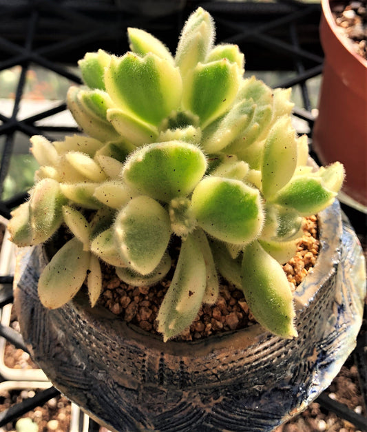 Cotyledon white bear paw