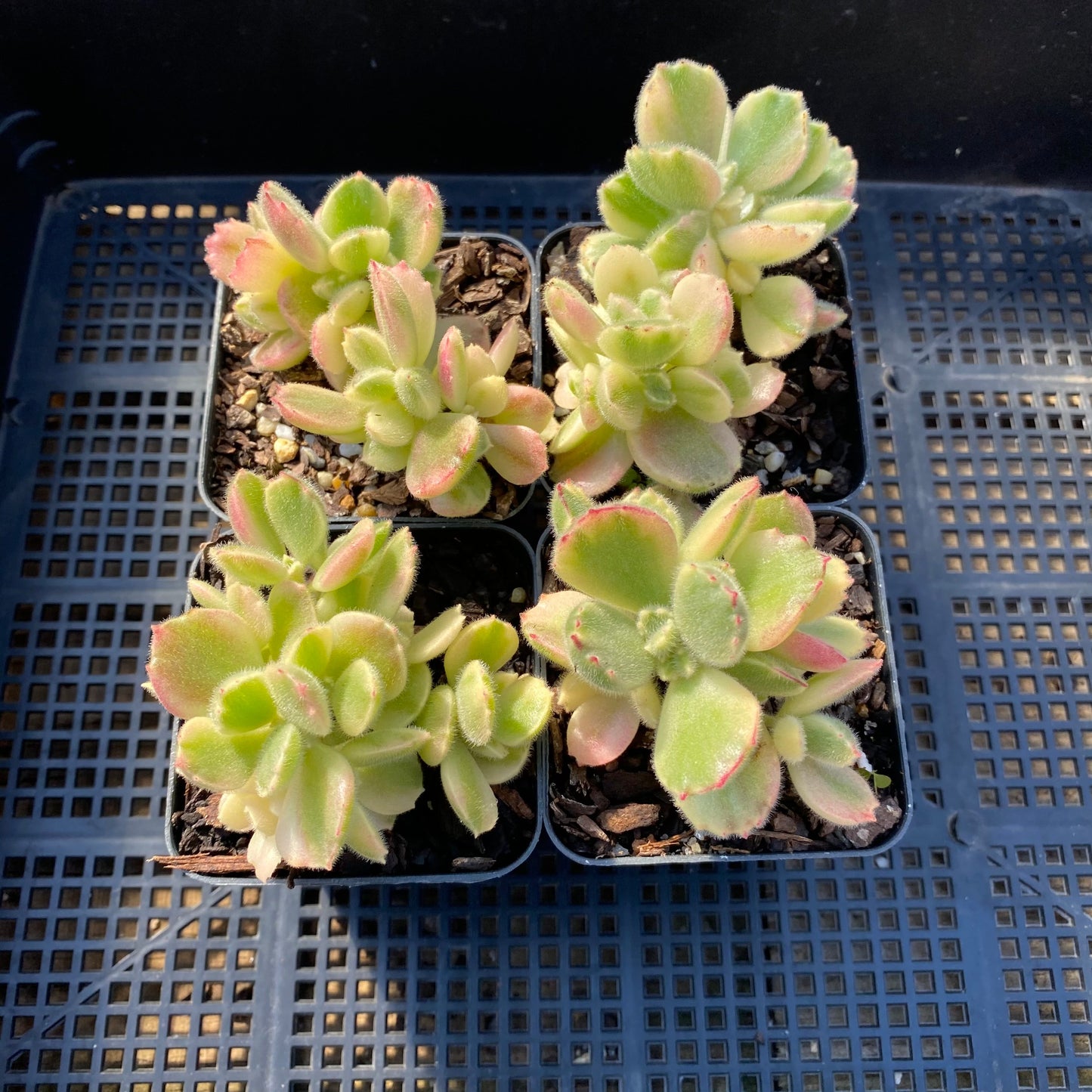 Cotyledon white bear paw