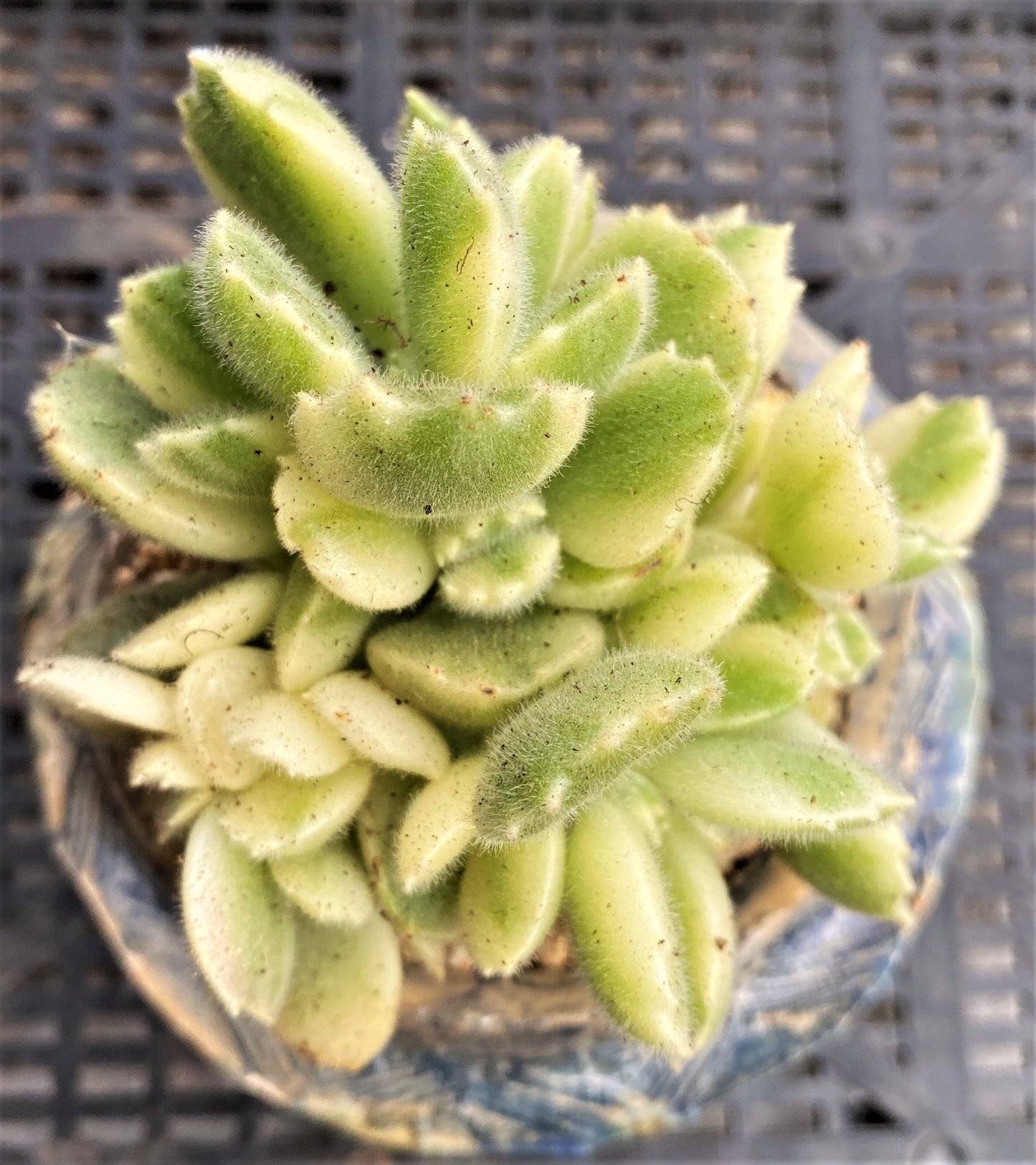 Cotyledon tomentosa (bear paws)