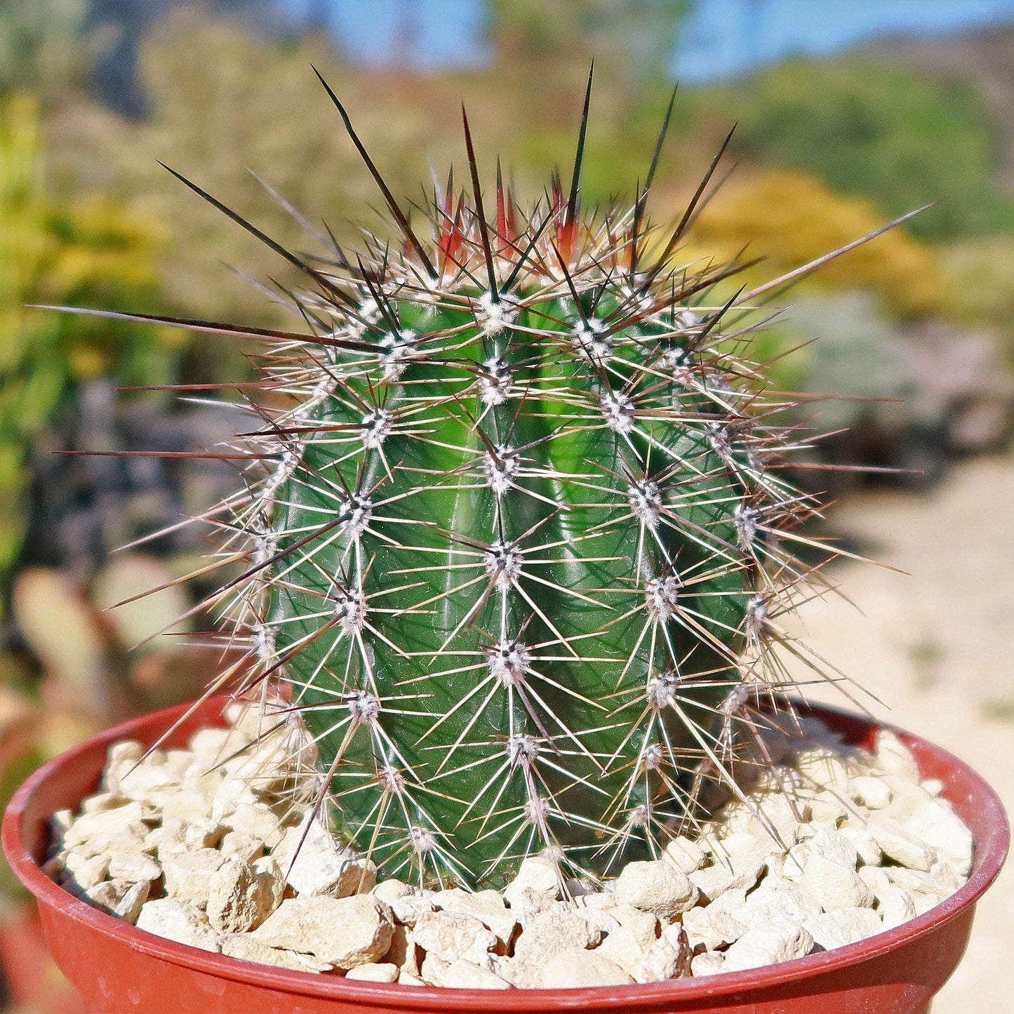 Saguaro Cactus 'Carnegiea gigantea'