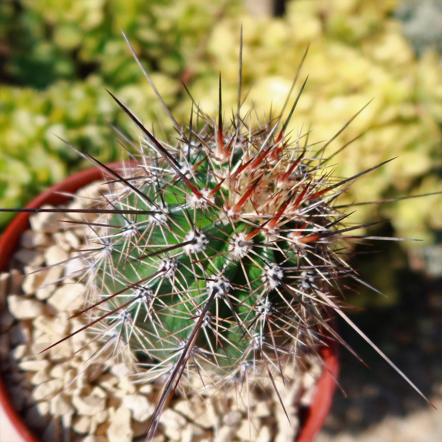 Saguaro Cactus 'Carnegiea gigantea'