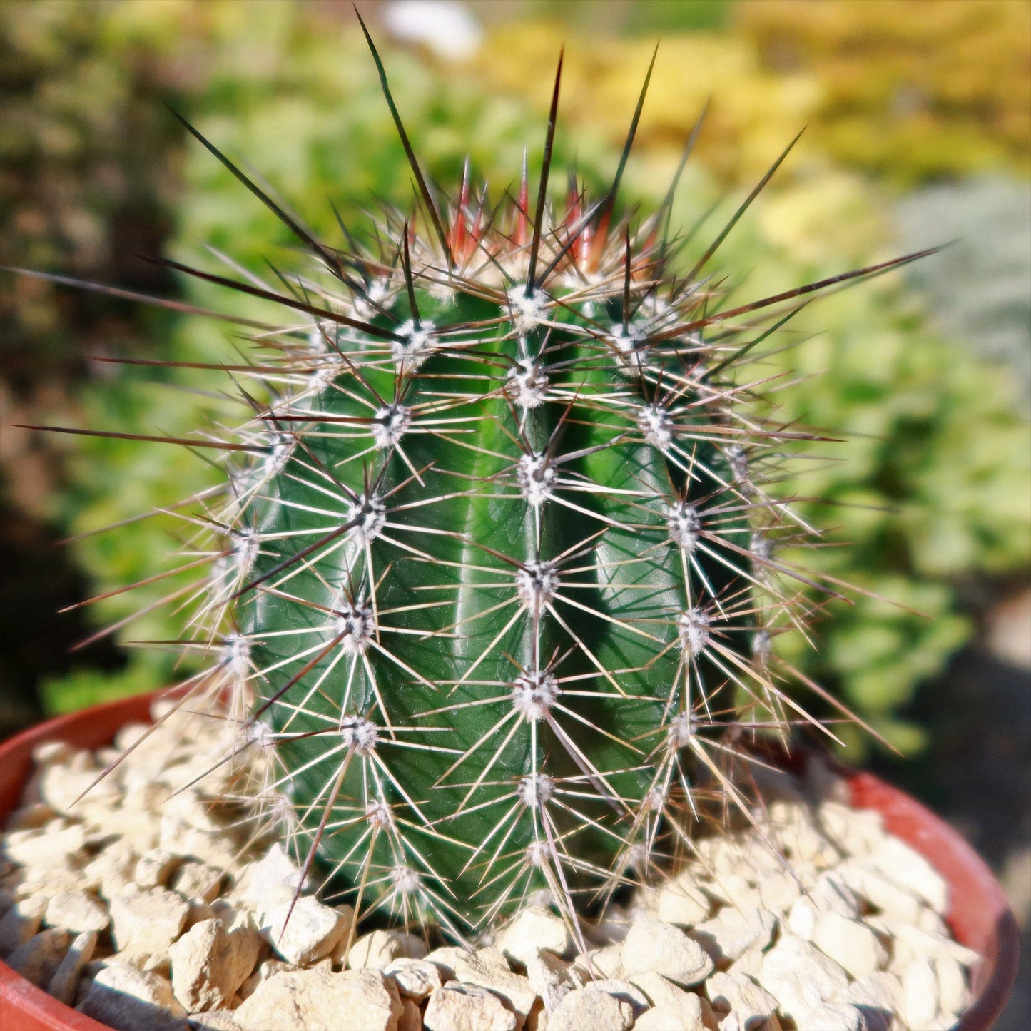 Saguaro Cactus 'Carnegiea gigantea'