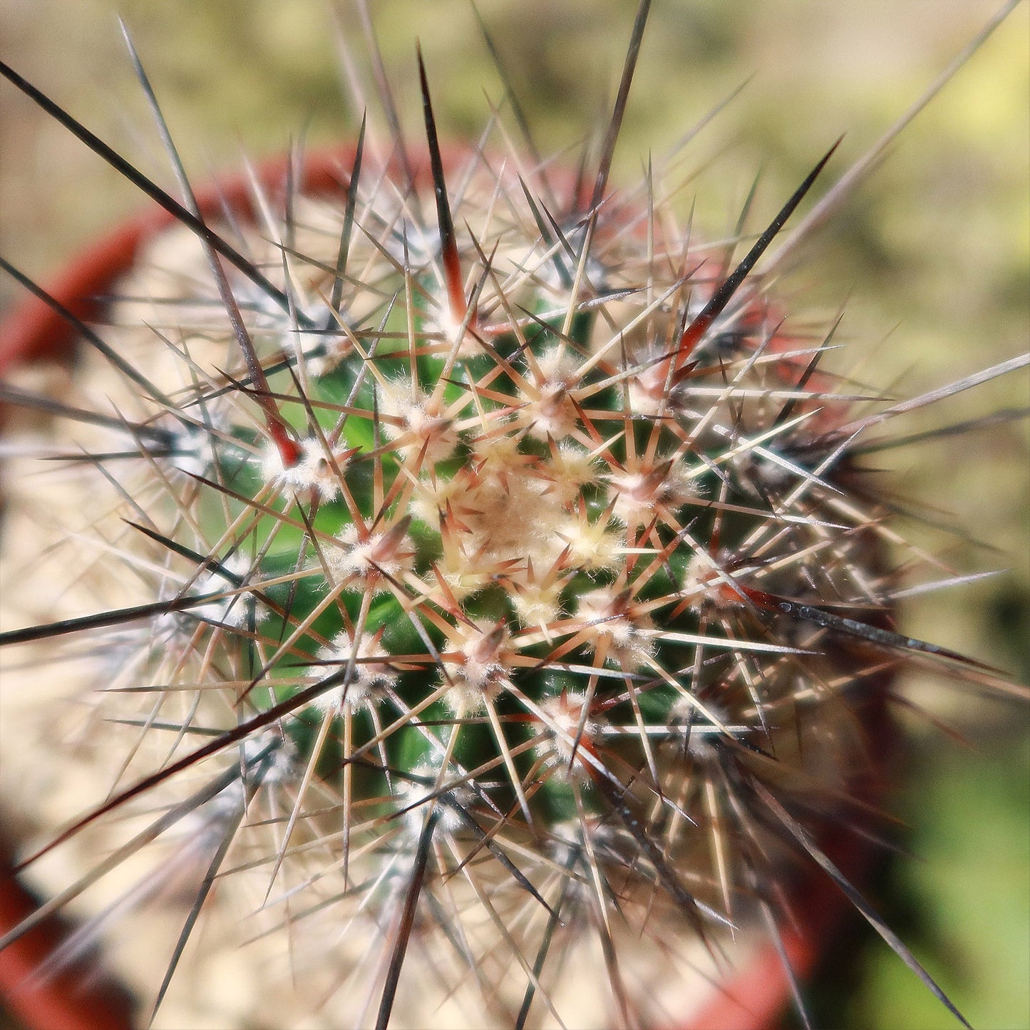 Saguaro Cactus 'Carnegiea gigantea'