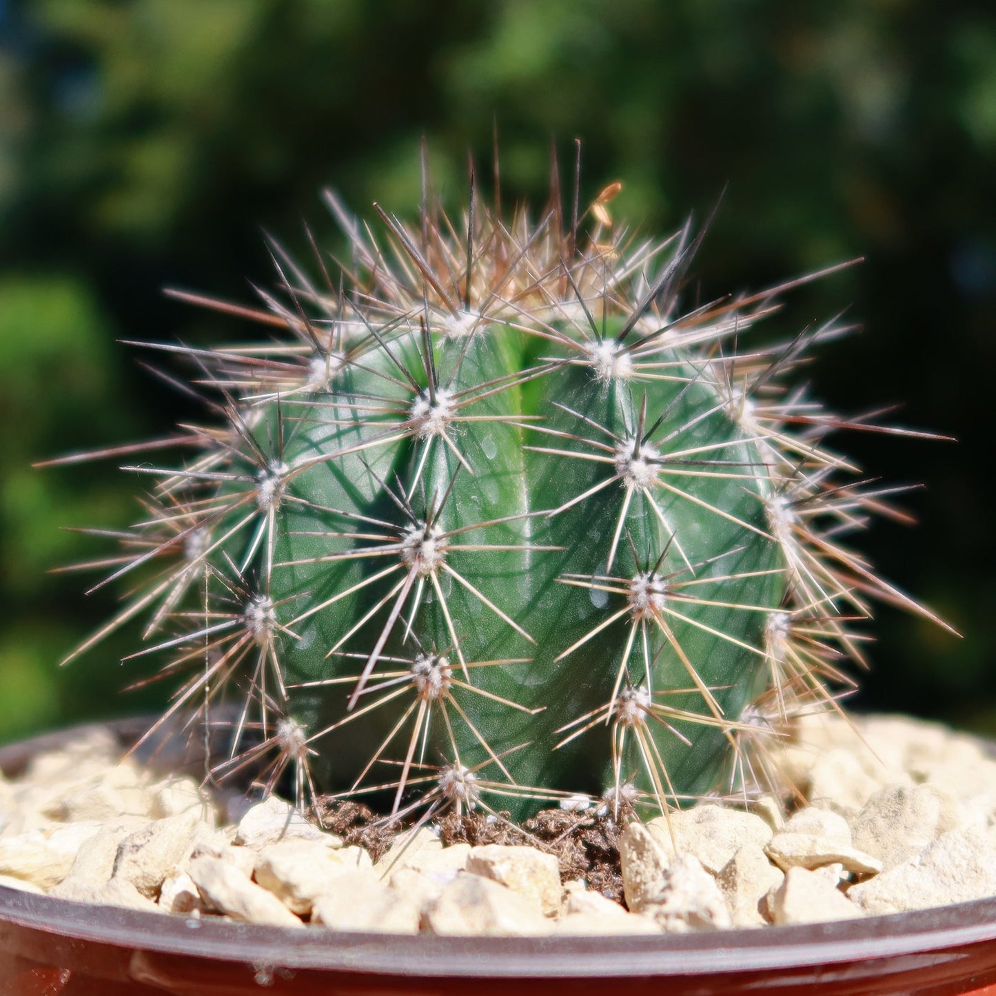 Saguaro Cactus 'Carnegiea gigantea'