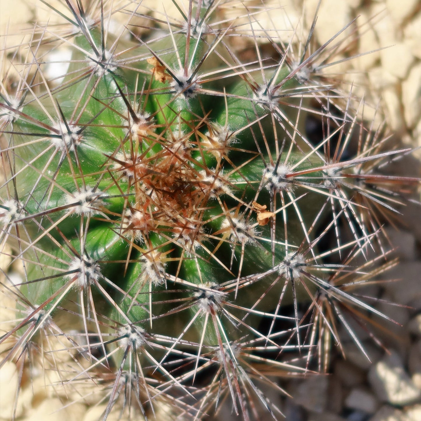 Saguaro Cactus 'Carnegiea gigantea'