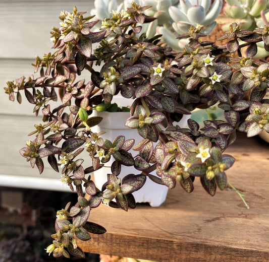 Crassula volkensii (CUTTING)