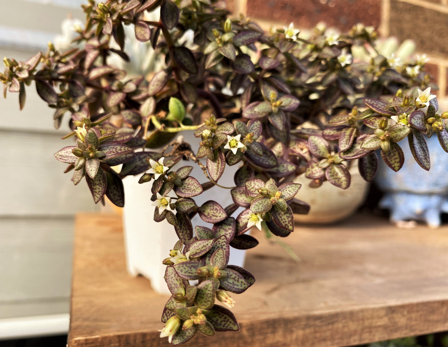 Crassula volkensii (CUTTING)