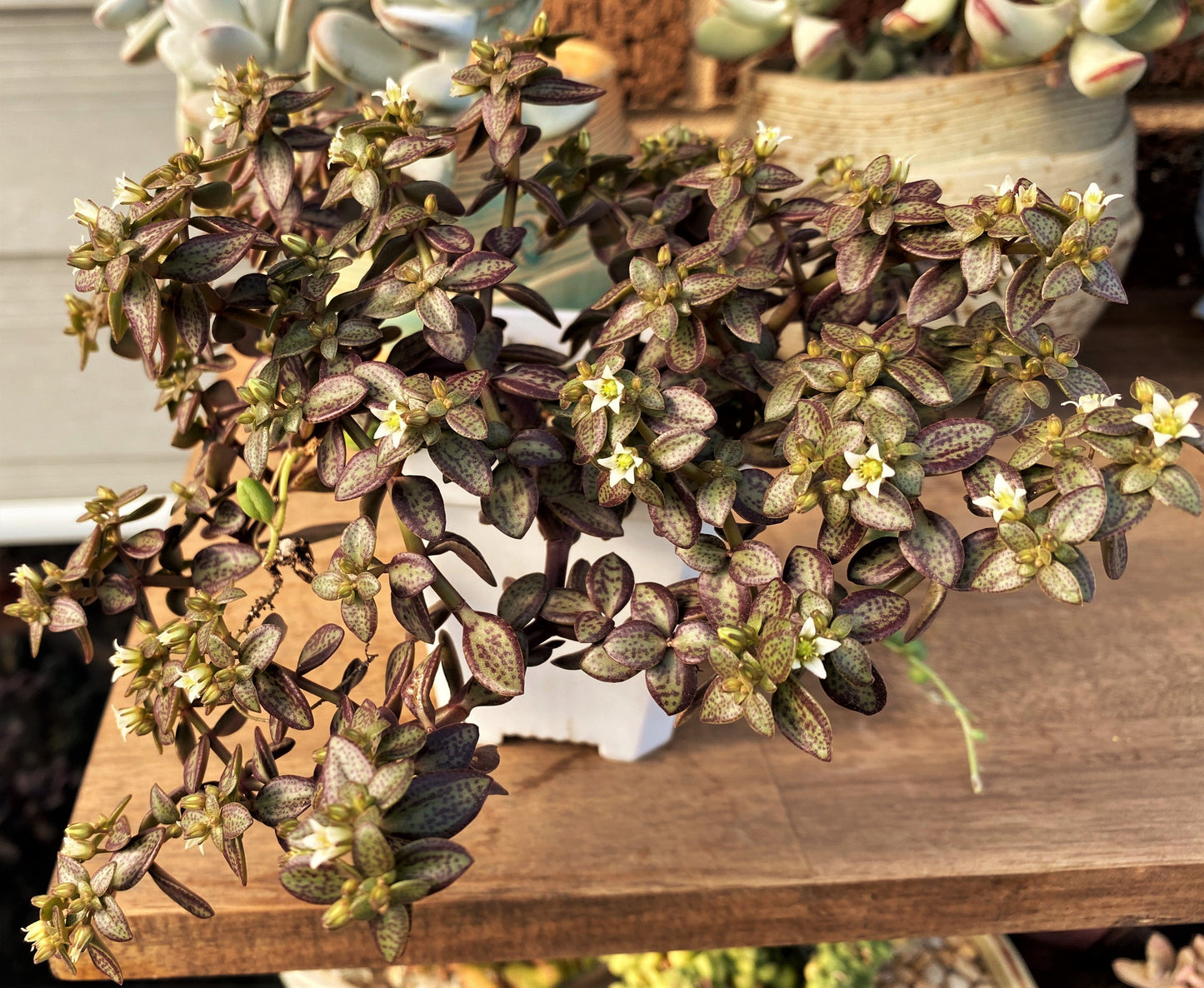 Crassula volkensii (CUTTING)