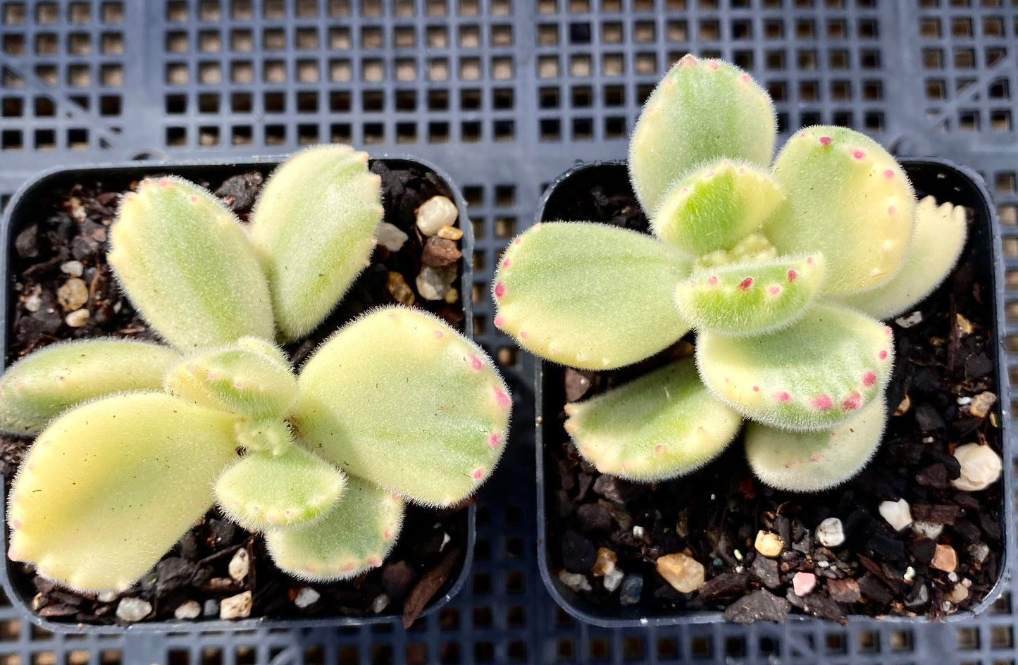 Cotyledon white bear paw