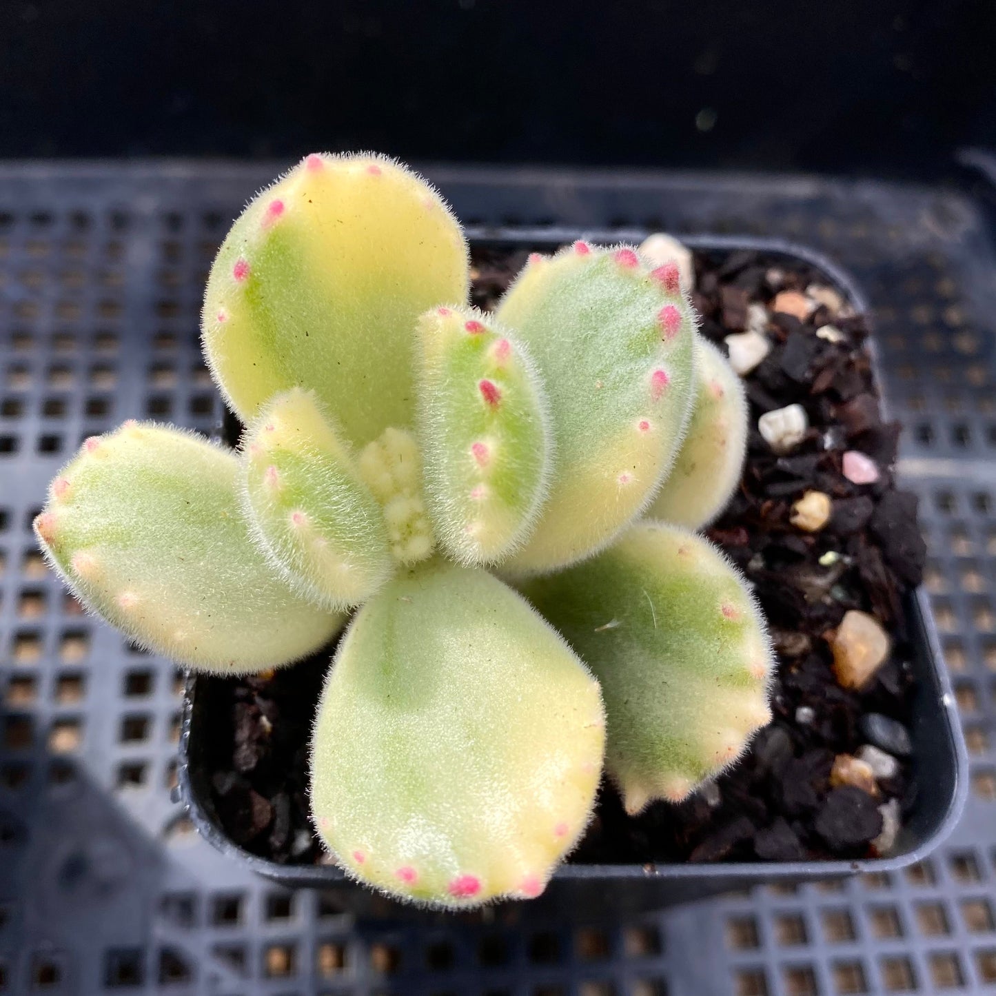 Cotyledon white bear paw