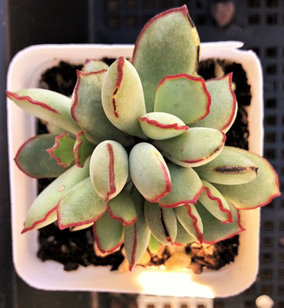 Cotyledon choco line