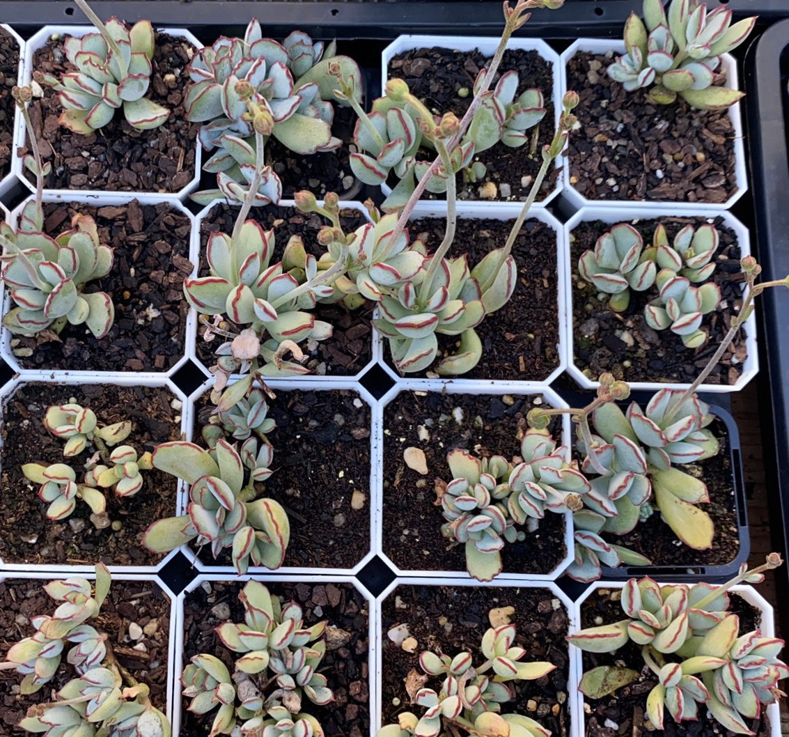 Cotyledon choco line