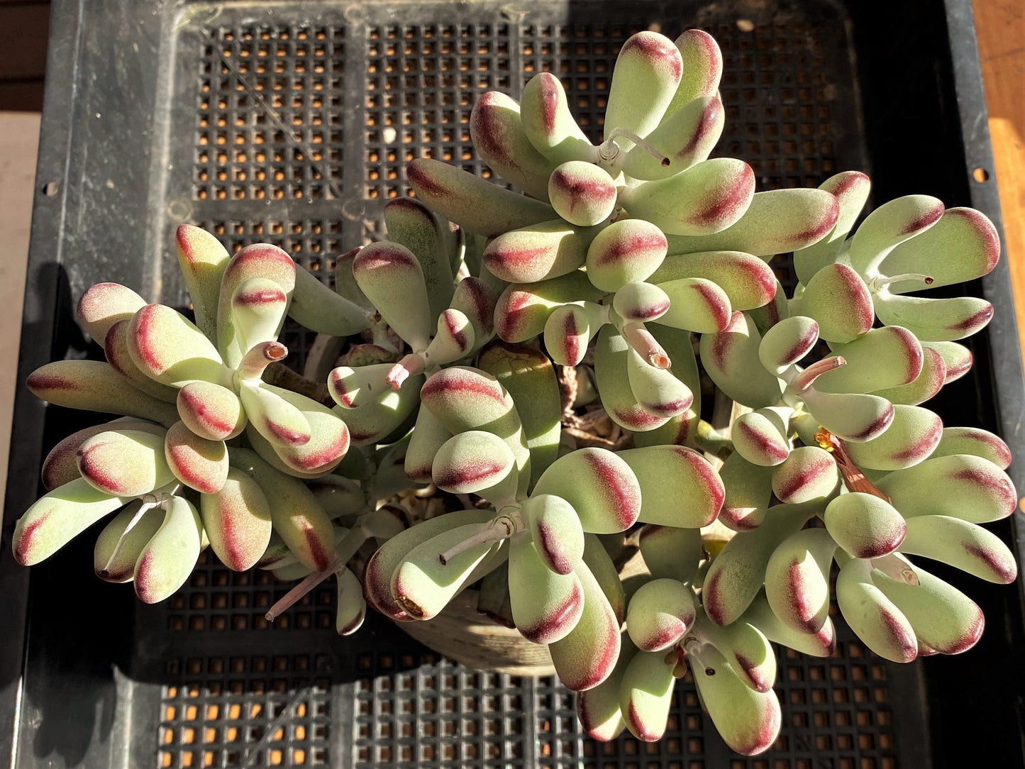 Cotyledon orbiculata 'Oophylla'