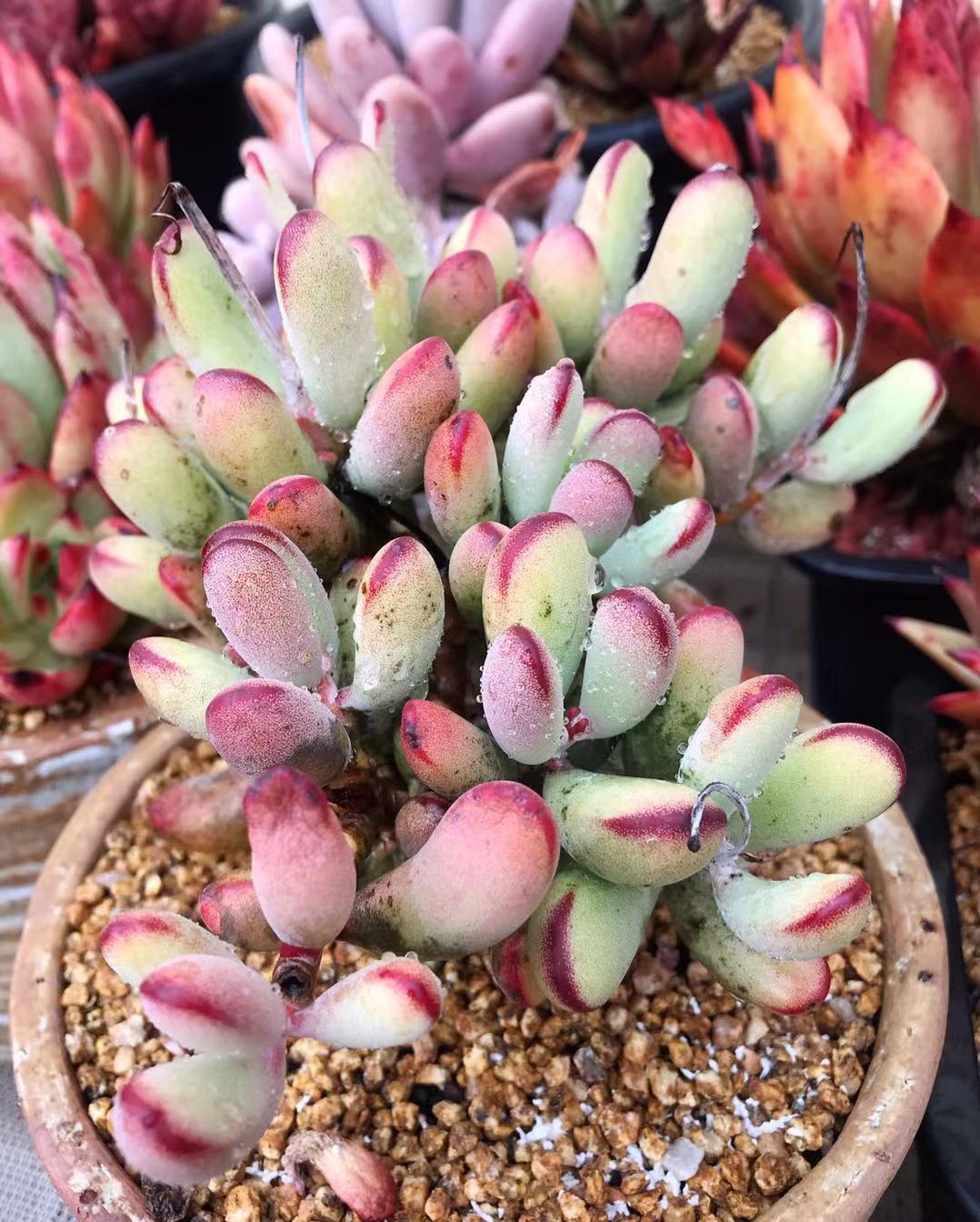 Cotyledon orbiculata 'Oophylla'