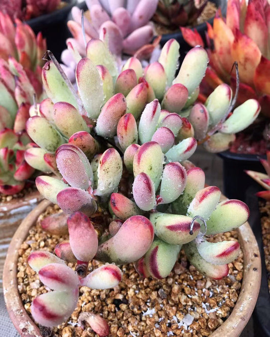 Cotyledon orbiculata 'Oophylla'
