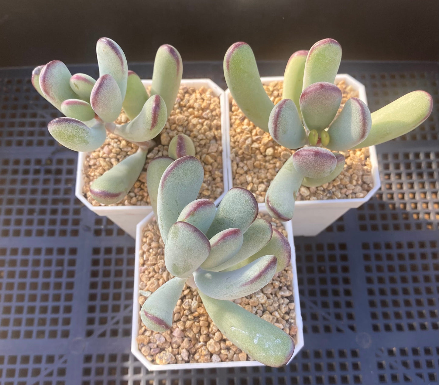 Cotyledon orbiculata 'Oophylla'