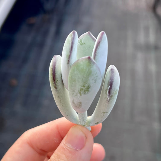 Cotyledon orbiculata cutting x 1