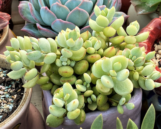 Cotyledon pendens variegata