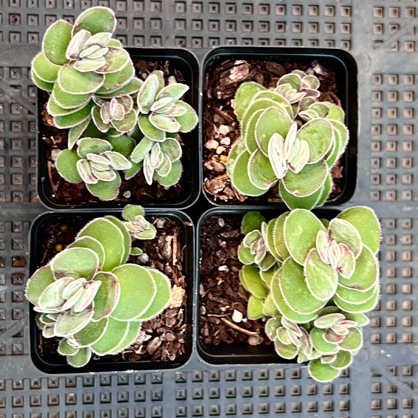 Crassula kim's surprise