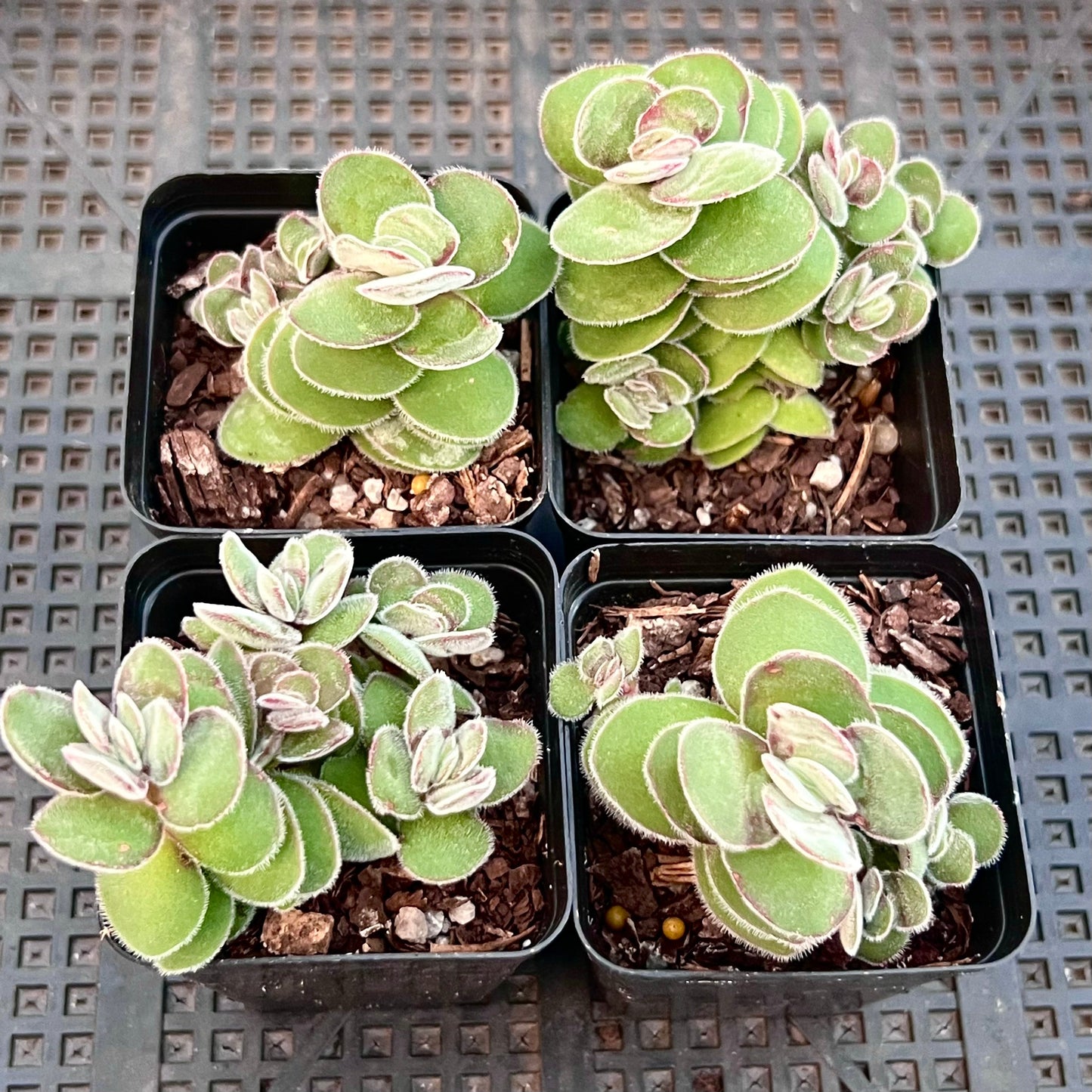Crassula kim's surprise