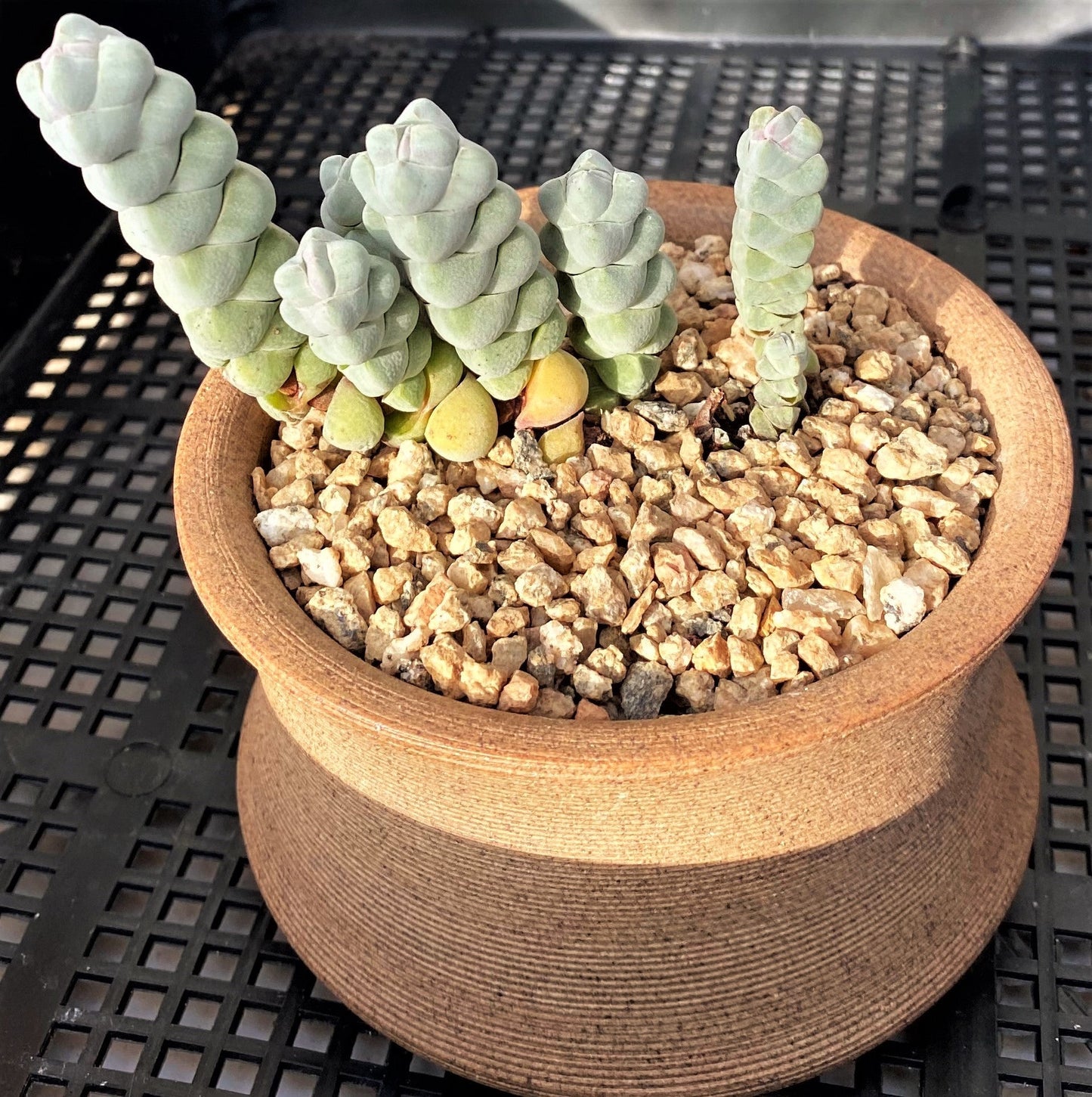 Crassula arta/ plegmatoides (CUTTINGS)